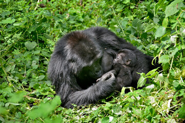 Gorilla Mother Nursing Baby in Bwindi Impenetrable National Park, Uganda
