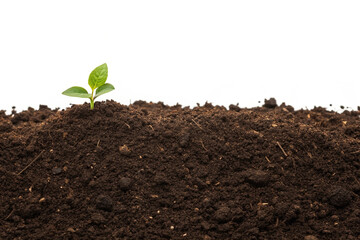 Young Sprout Emerging from Rich Soil Against White Background