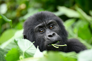 Obraz premium Baby Gorilla Eating Leaves in Bwindi Impenetrable National Park, Uganda