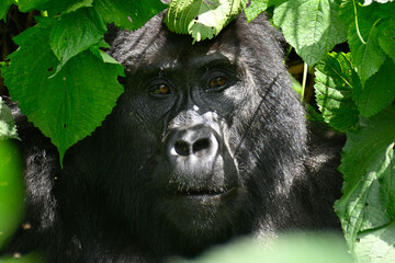 Silverback Gorilla in Bwindi Impenetrable National Park, Uganda