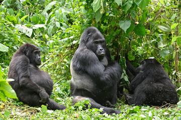 Gorilla Family with Silverback in Bwindi Impenetrable National Park, Uganda
