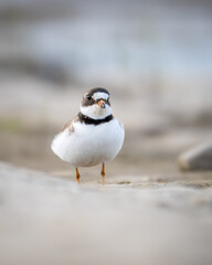 Semipalmated Plover