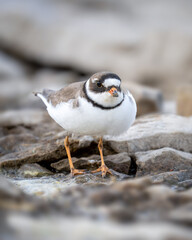 Semipalmated Plover