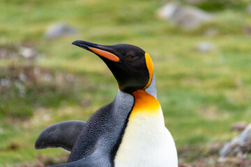 Close-Up of a King Penguin on South Georgia Island