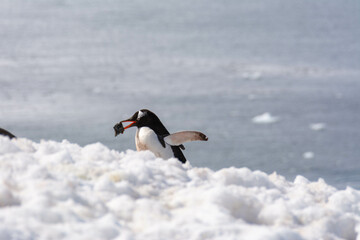 Gentoo Penguin Carrying Rock in Mouth to Build Nest