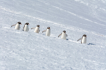 Gentoo Penguins Marching Downhill in Antarctica