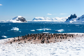 Gentoo Penguin Colony in Antarctica