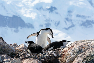 Chinstrap Penguin in Antarctica