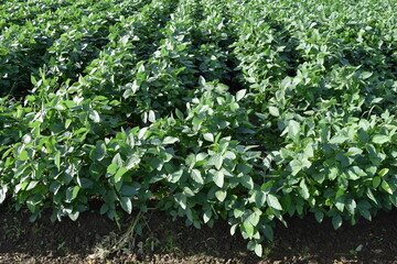 ダイズ畑 山形県庄内