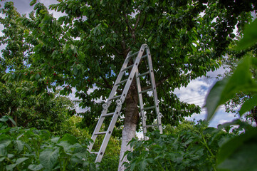 A person uses a ladder to reach for ripe fruits high up in a tree, set against a backdrop of...