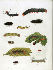 Detailed vintage illustration showcasing various colorful caterpillars in different stages of development, crawling on leaves and resting beside their cocoons
