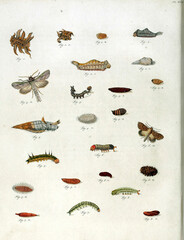 Detailed drawings depict the metamorphosis of insects, from egg to larva, pupa, and adult, offering...