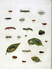 In-depth vintage scientific artwork featuring a variety of caterpillar species and their cocoons,...
