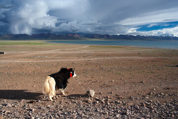 Xizang, Namco, yak, plateau, lake
