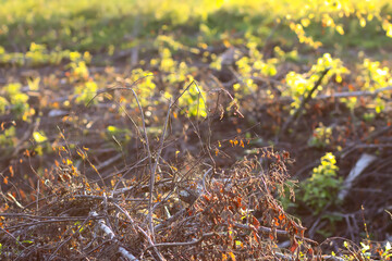 Mixed forest area after felling with young growth.
