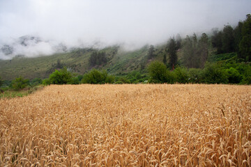 wheat field in the summer