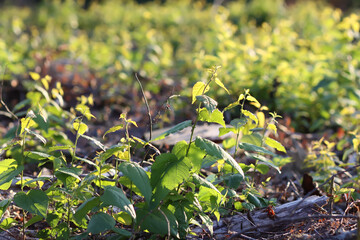 Mixed forest area after felling with young growth.