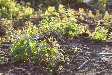 Mixed forest area after felling with young growth.