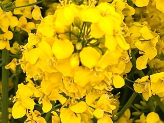 Close up of rapeseed (Brassica napus) oilseed plant flower heads in full bloom the bright yellow...