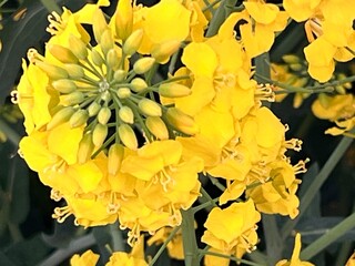Close up of rapeseed (Brassica napus) oilseed plant flower heads in full bloom the bright yellow...