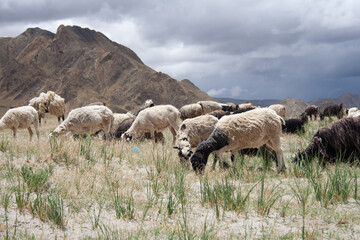 sheep in the mountains