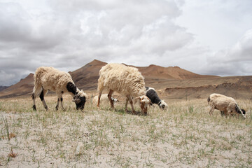 herd of sheep