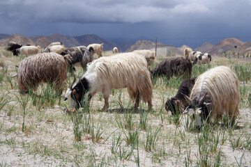 sheep in the field