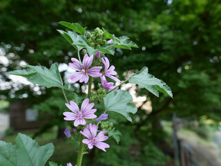 flower of mallow plant scient. name Malva silvestris