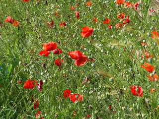 field of red poppies background