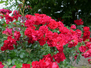red roses bush background
