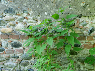 stinging nettle plant in front of old wall