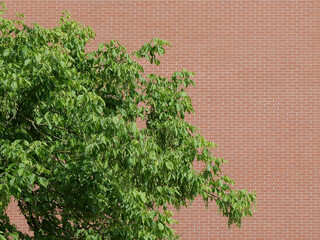 tree in front of wall background