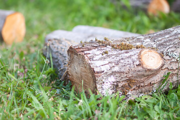 Firewood pile on green grass.