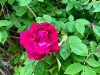 French Rose Flower 05