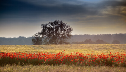 Makowe Letnie Łany  © Wojciech Lisiński