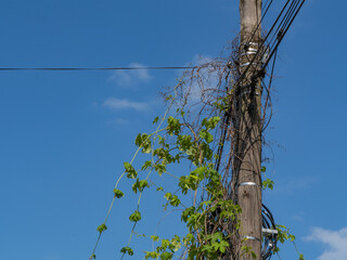 Wooden utility pole with tangled wires and climbing vine against clear blue sky — contrast of...