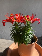 Wunderschön blühende Lilie (Lilium) als Topfpflanze in einem Terrakotta Topf mit Unterteller