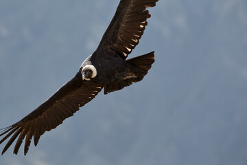 majestic Andean condor rides the thermals with ancient grace. A symbol of freedom and power, this sacred bird watches over one of the world’s deepest canyons,a true icon of Colca Peru.