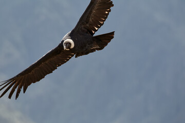majestic Andean condor rides the thermals with ancient grace. A symbol of freedom and power, this sacred bird watches over one of the world’s deepest canyons,a true icon of Colca Peru.