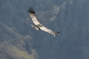 majestic Andean condor rides the thermals with ancient grace. A symbol of freedom and power, this sacred bird watches over one of the world’s deepest canyons,a true icon of Colca Peru.