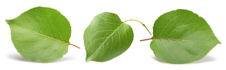 collection of apricot green leaves isolated on a white background