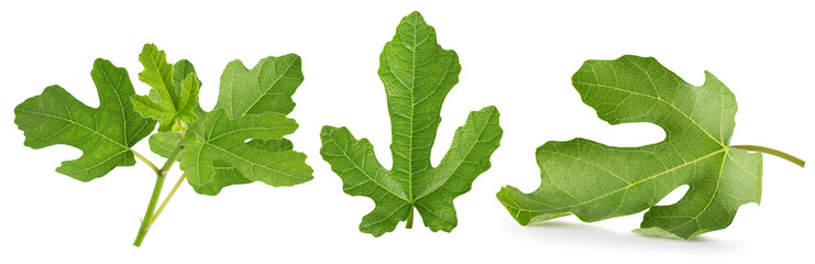 collection of fig green leaves isolated on a white background