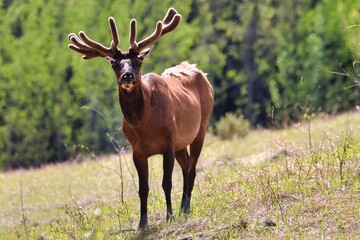 Yukon Territories, Canada
