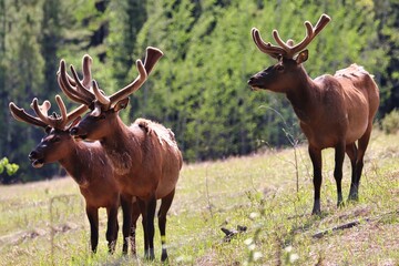 Yukon Territories, Canada