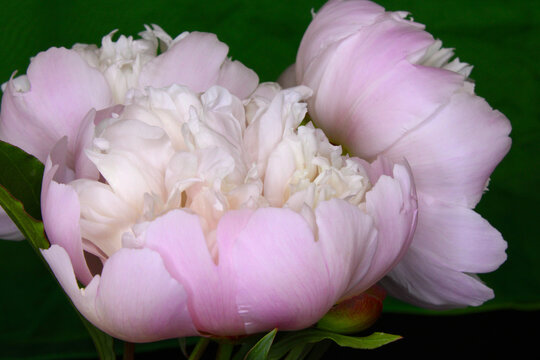 Peony Blossom Trio 17