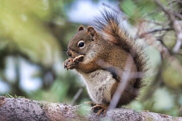 Fototapeta premium Yukon Territories, Canada