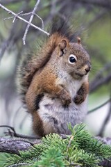 Obraz premium Yukon Territories, Canada