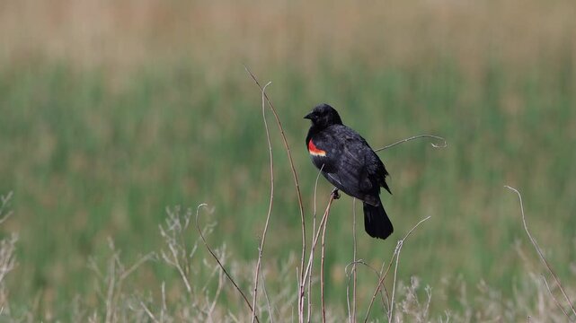 Male Red-winged Blackbird with bright epaulets sings and chirps in a marsh, with sound, part 1 of 3