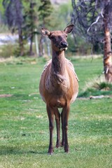 Fototapeta premium Yukon Territories, Canada