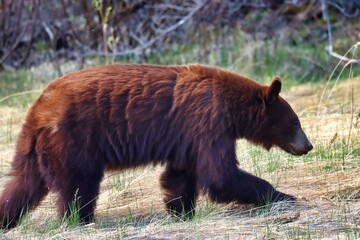 Yukon Territories, Canada